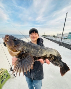 アイナメの釣果