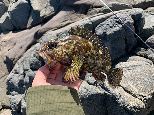 アラカブの釣果