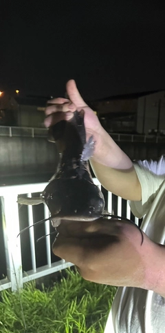 アメリカンキャットフィッシュの釣果