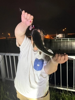 アメリカンキャットフィッシュの釣果