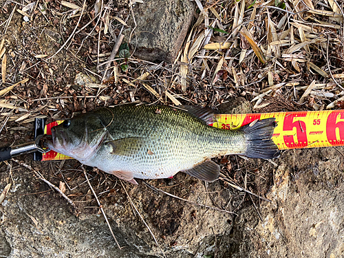 ブラックバスの釣果