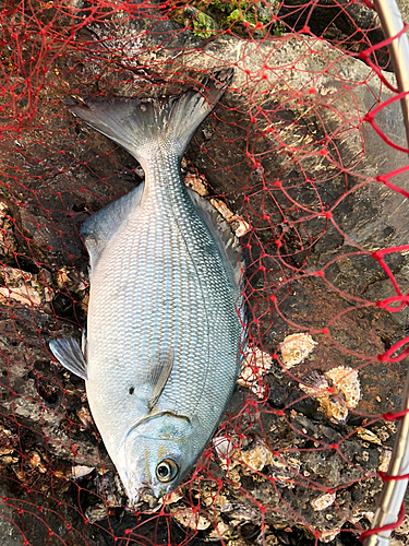 イスズミの釣果