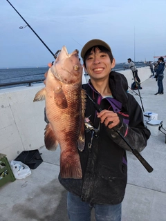 コブダイの釣果