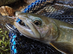 イワナの釣果