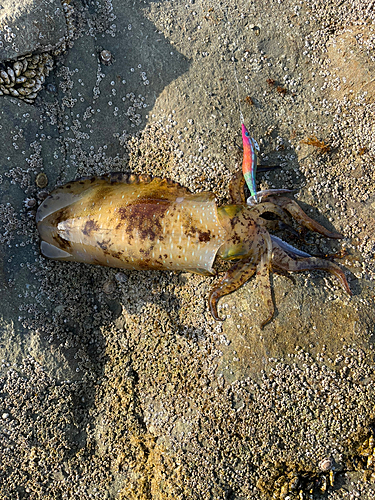 アオリイカの釣果