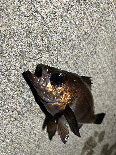 メバルの釣果