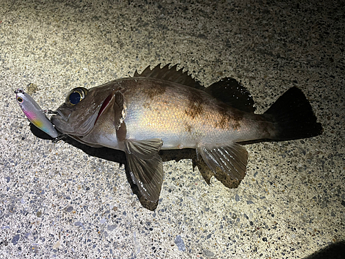 メバルの釣果