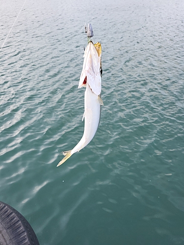 カマスの釣果