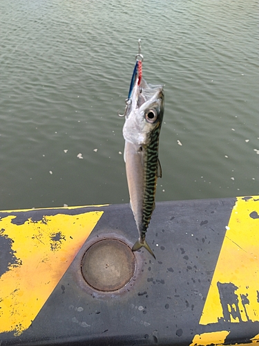 サバの釣果