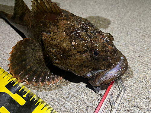 ギスカジカの釣果