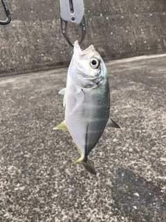 メッキの釣果