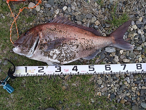 マダイの釣果