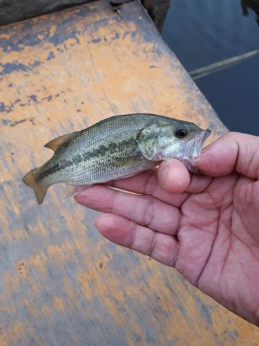 ラージマウスバスの釣果