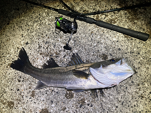 シーバスの釣果