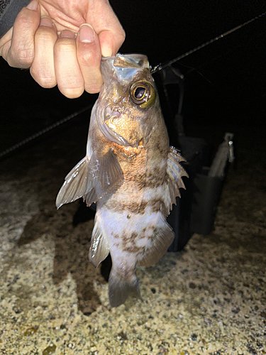 メバルの釣果