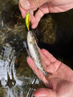 ヤマメの釣果