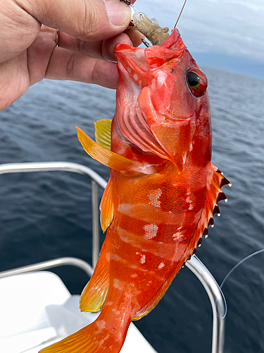 アカハタの釣果