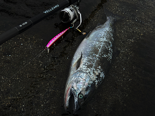 サクラマスの釣果