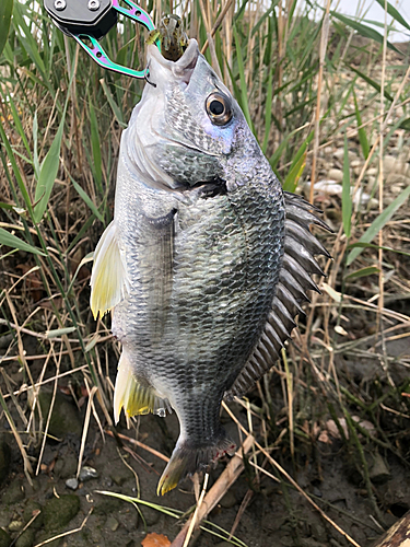 キビレの釣果