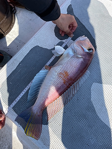 アカアマダイの釣果