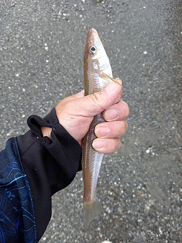 キスの釣果