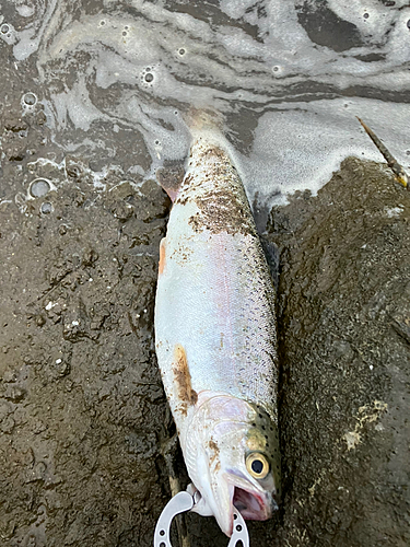 ニジマスの釣果