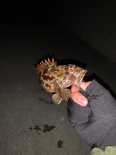 カサゴの釣果