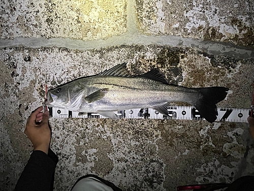 マルスズキの釣果