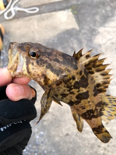 タケノコメバルの釣果