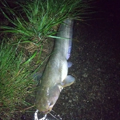 マナマズの釣果