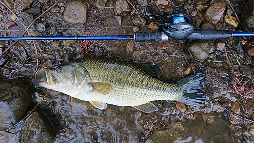 ラージマウスバスの釣果