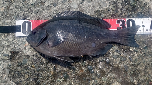 クチブトグレの釣果