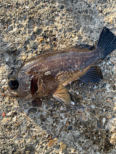 メバルの釣果