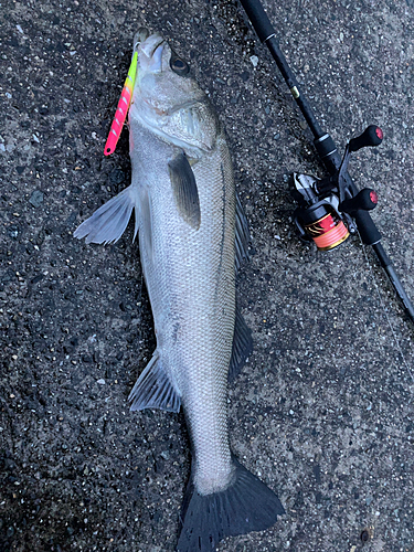 シーバスの釣果