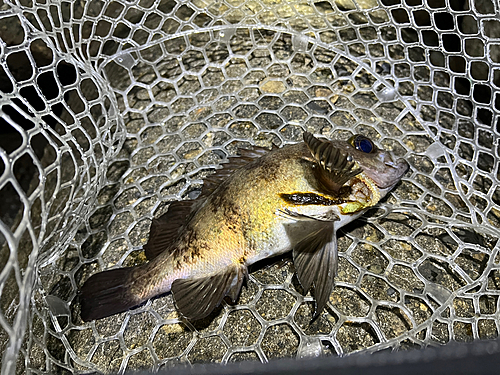 メバルの釣果