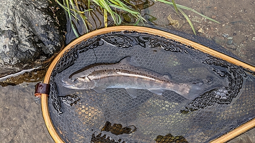 ヤマメの釣果