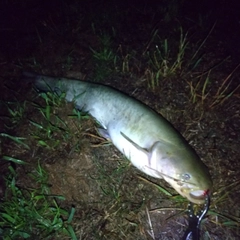 マナマズの釣果