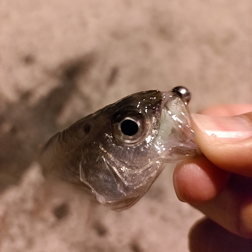 ネンブツダイの釣果