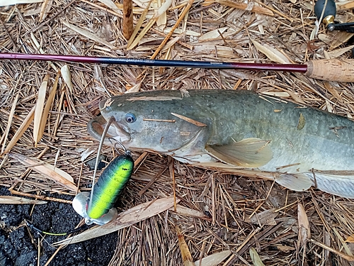 ナマズの釣果