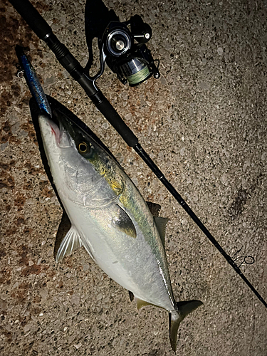 ハマチの釣果