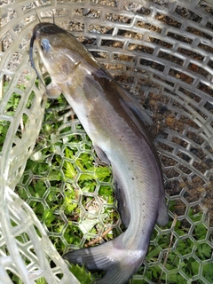 アメリカナマズの釣果