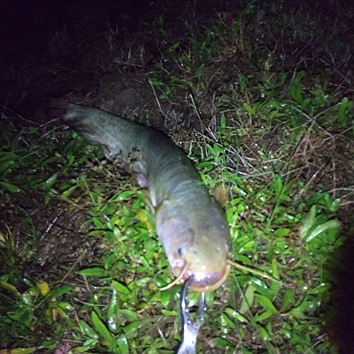 マナマズの釣果