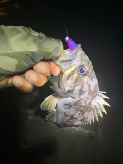 クロソイの釣果