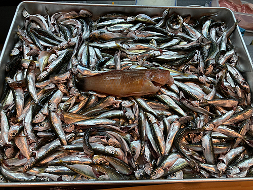 マイワシの釣果