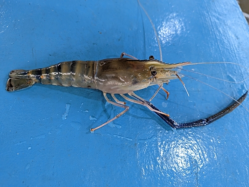 オニテナガエビの釣果