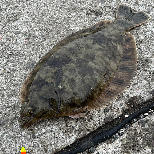 クロガシラガレイの釣果