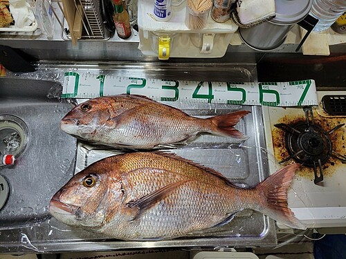 マダイの釣果