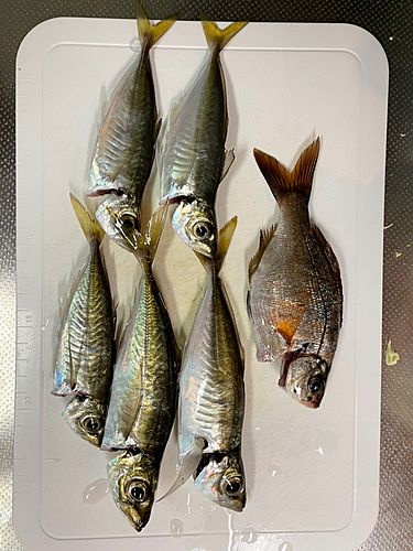 アジの釣果