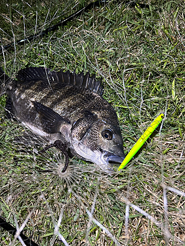 チヌの釣果