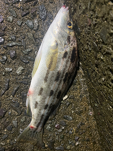 シマイサキの釣果